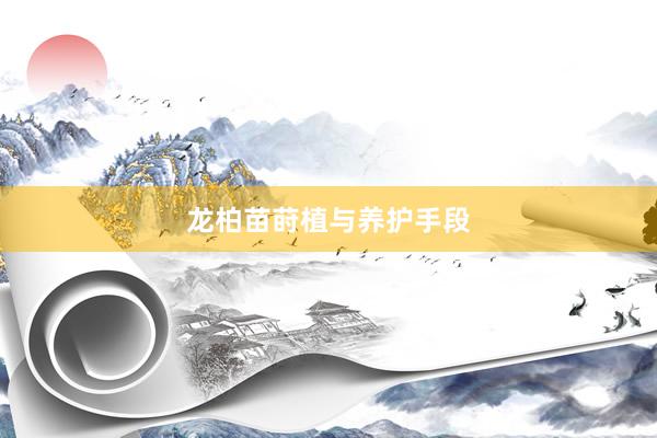 龙柏苗莳植与养护手段